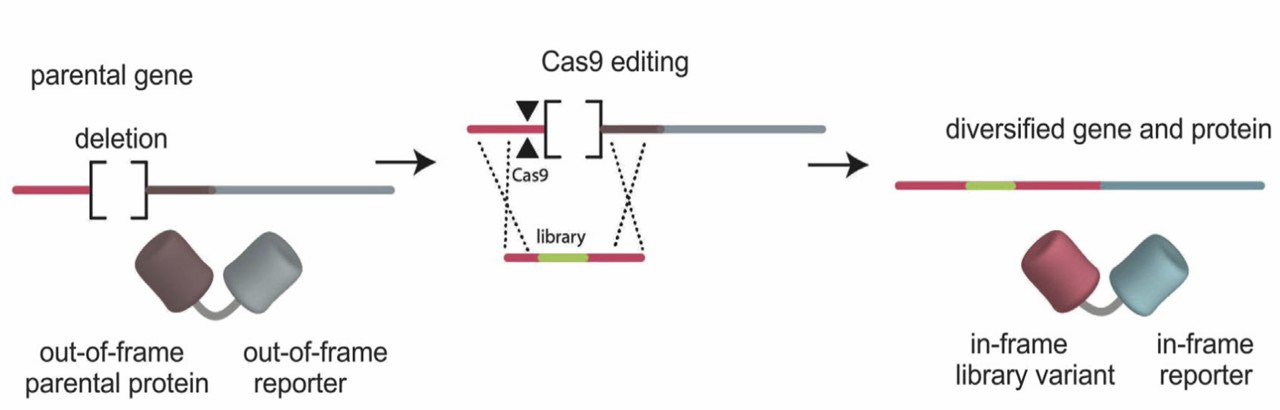 Figure 1 describes the process of protein diversification in mammalian cells using CRISPR-Cas9 and homology repair. (doi: 10.1016/j.sbi.2021.02.005.)